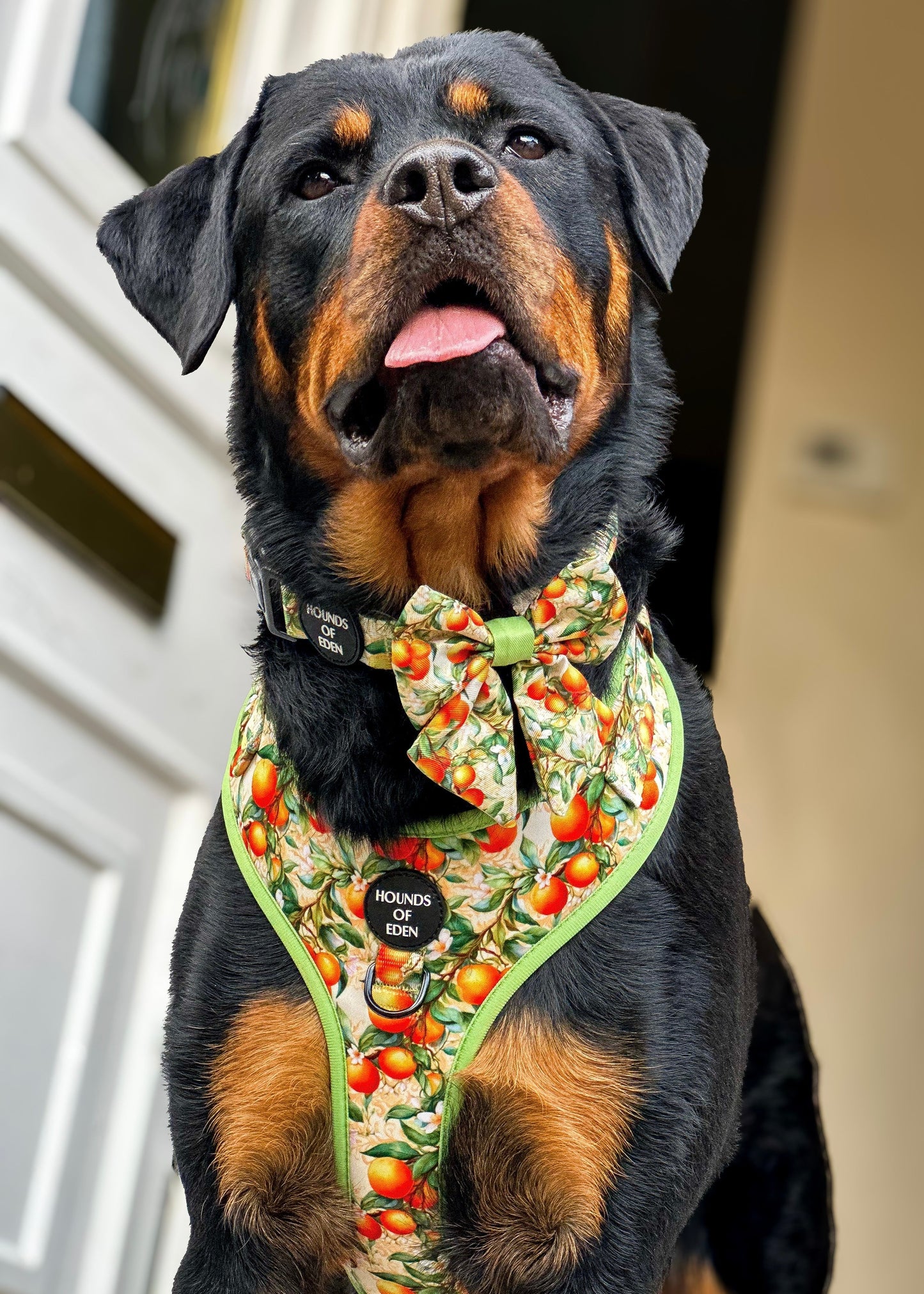 Simply the Zest - Oranges Dog Harness - The Bark Market