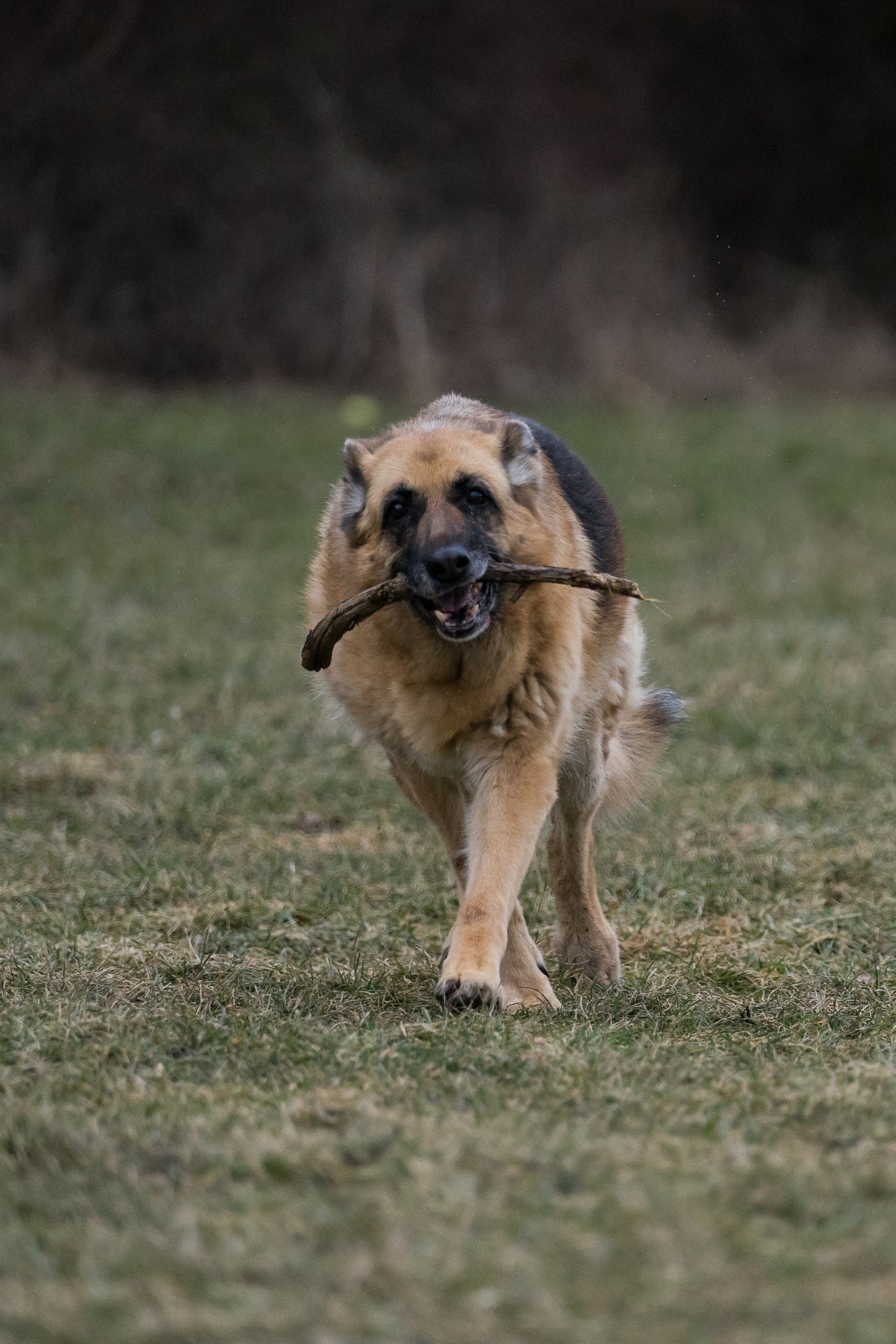 Max Strength Plus Premium Canine Joint Supplement From - The Bark Market