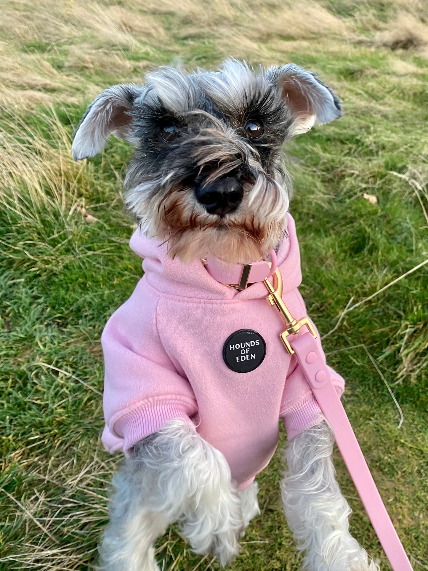 Dog Hoodie - Grey - The Bark Market