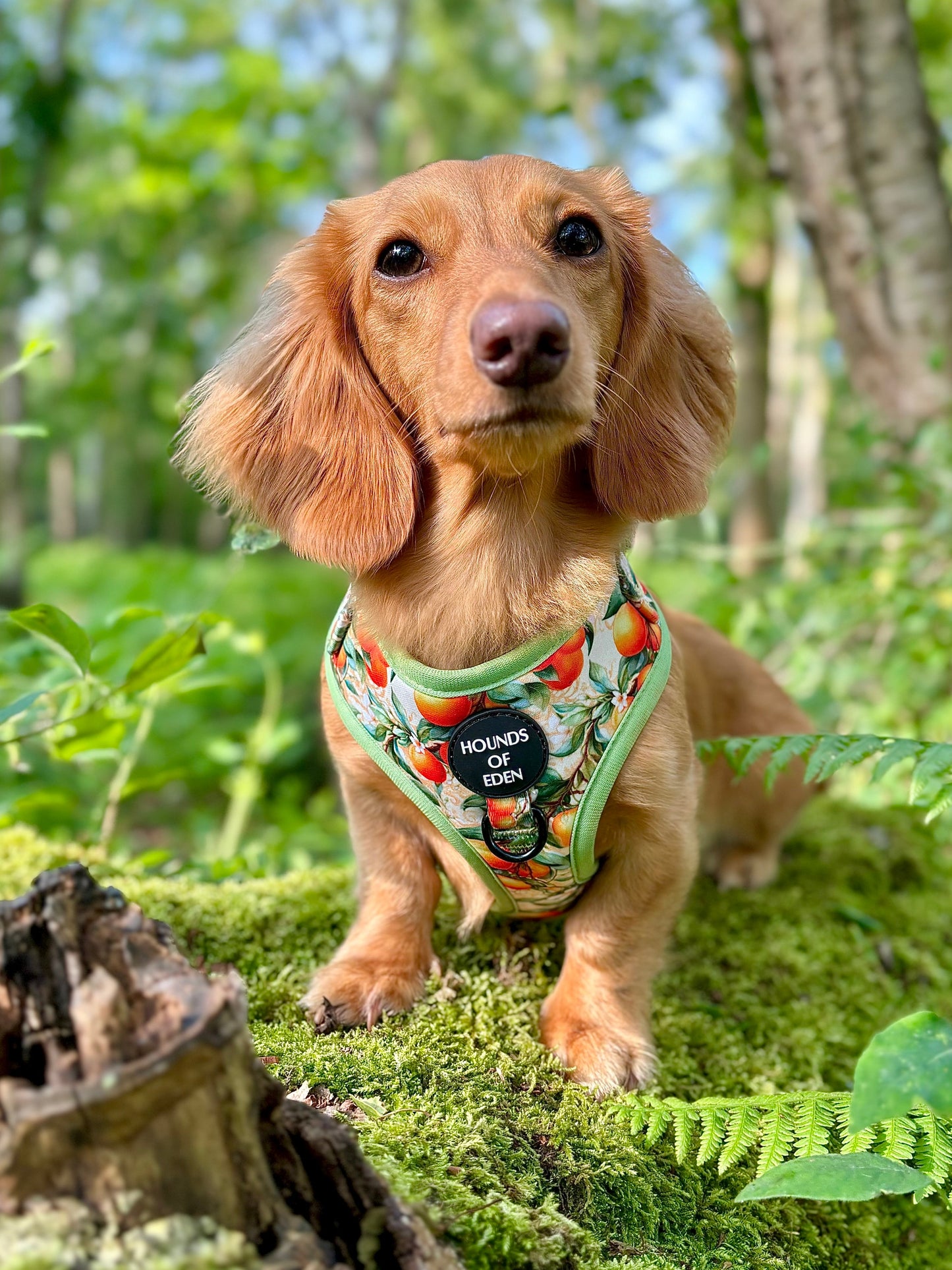 Simply the Zest - Oranges Dog Collar - The Bark Market