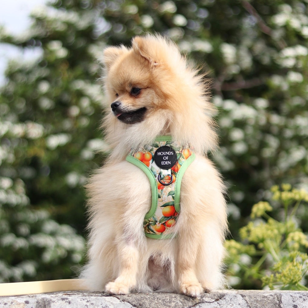 Simply the Zest - Oranges Dog Collar - The Bark Market