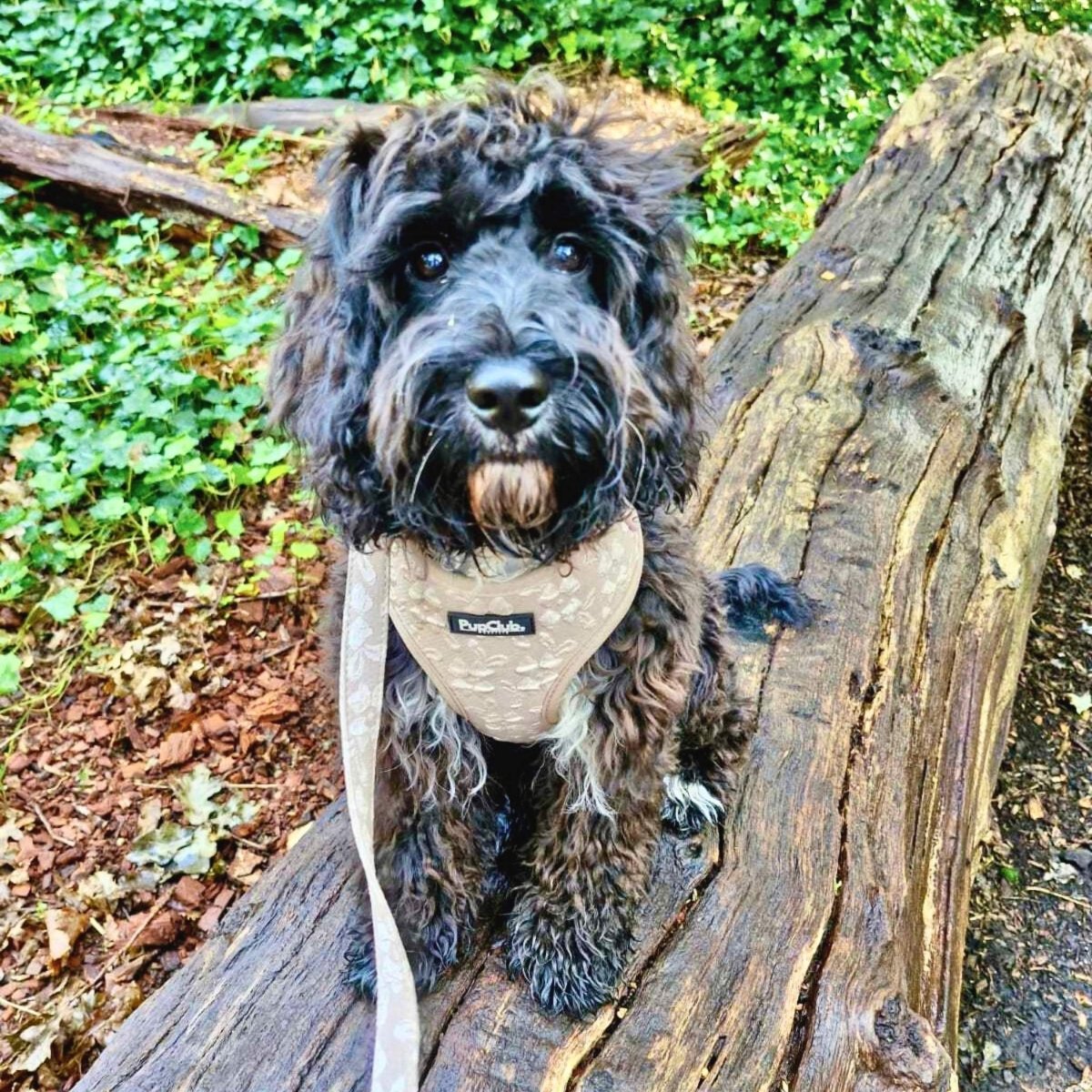 Luxe Adjustable Harness - Toffee Latte Petals - The Bark Market