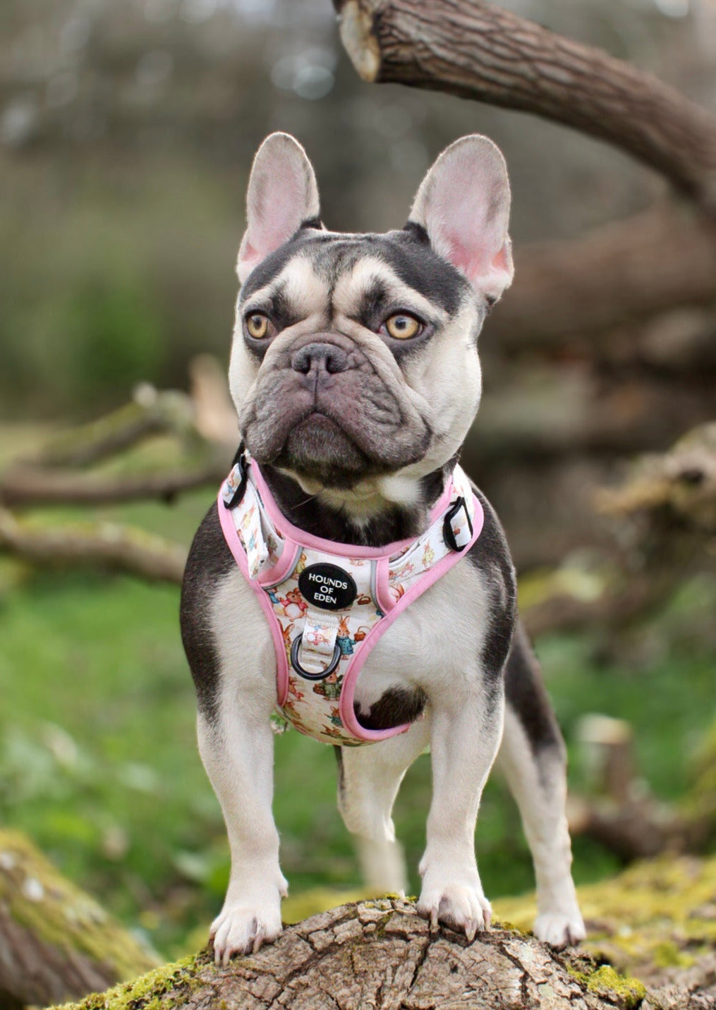 Bunny Tales - Pink, Dog Supaw Strong™ Lite Harness (XS-XL) - The Bark Market