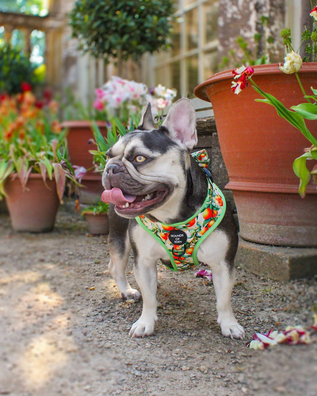 Simply the Zest - Oranges Dog Harness - The Bark Market