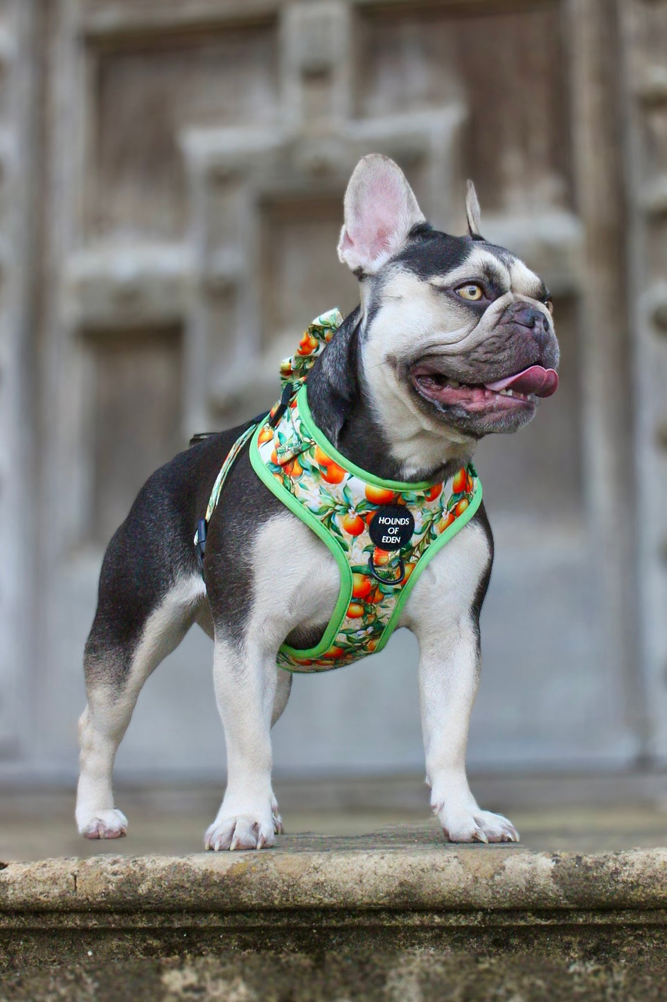 Simply the Zest - Oranges Dog Harness - The Bark Market