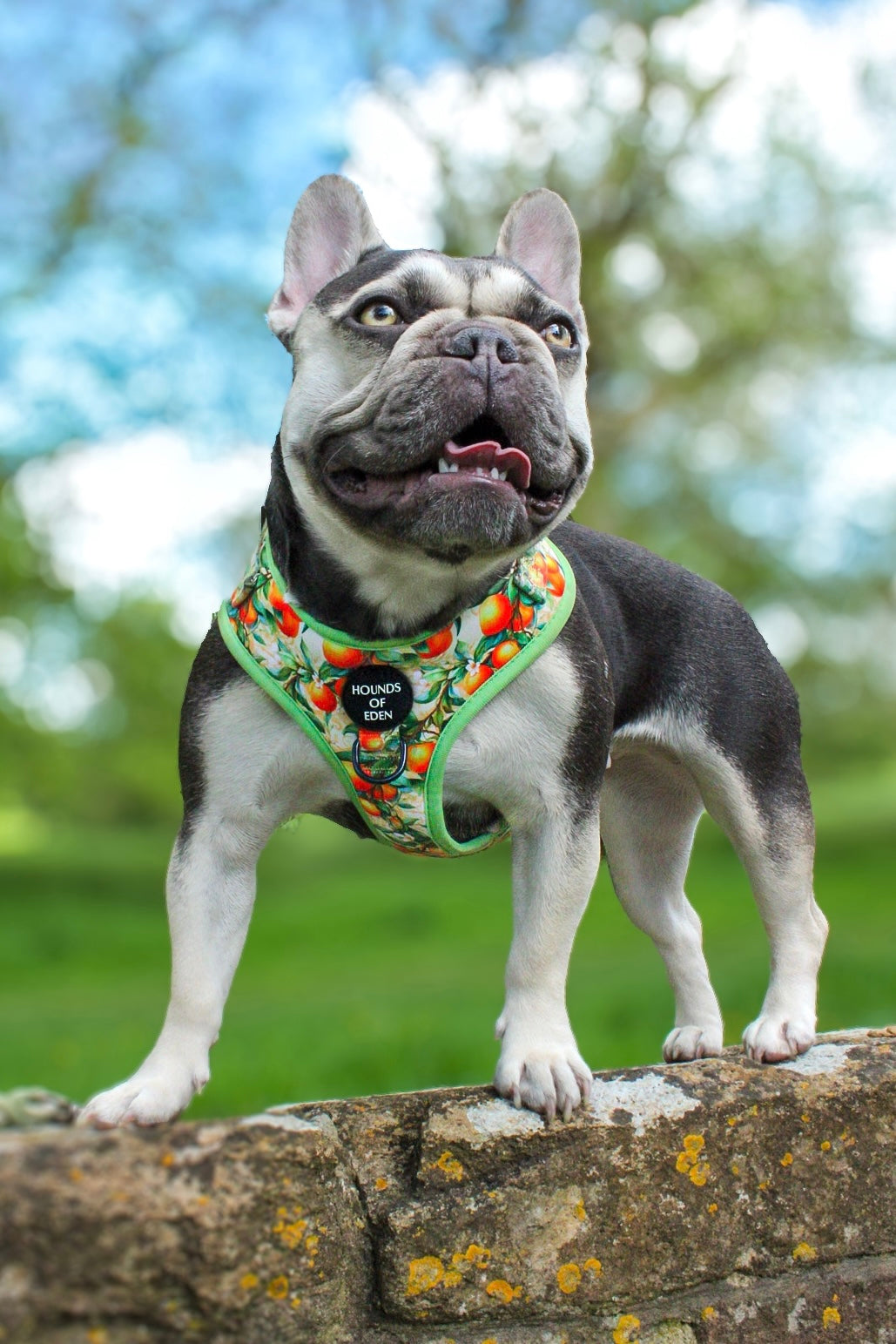 Simply the Zest - Oranges Dog Harness - The Bark Market
