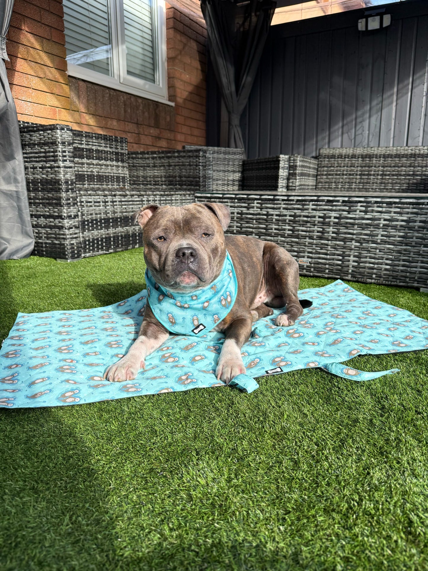 Otterly Lovely Dog Settle Mat - The Perfect Travel Mat for Your Dog! π¦¦π