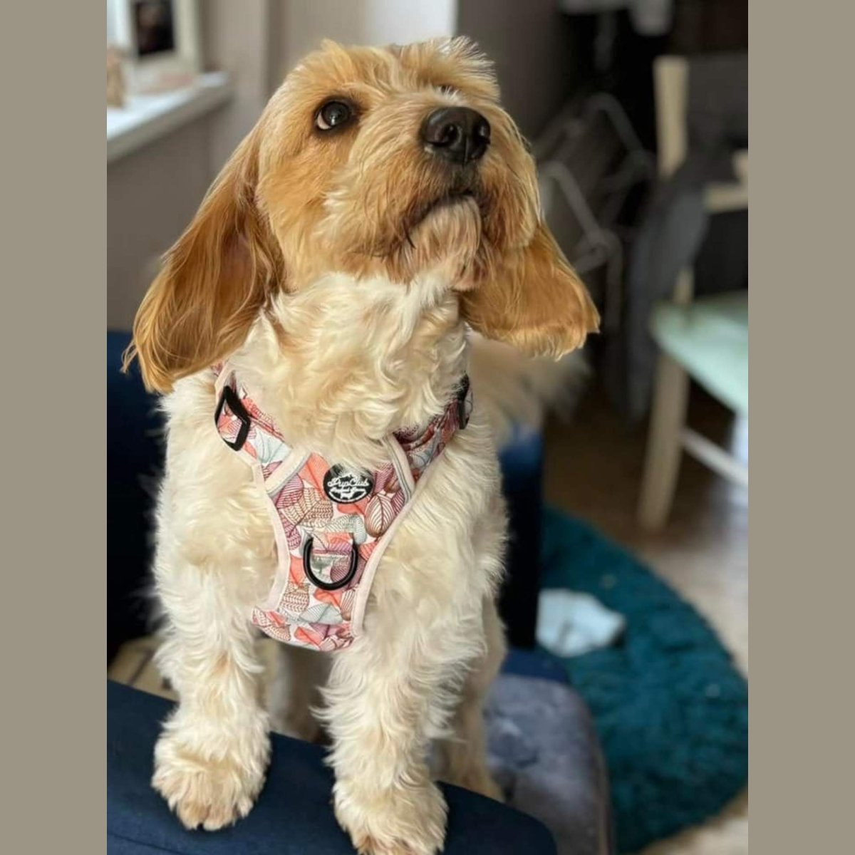 Rugged Rover™ Harness - Autumn Breeze - The Bark Market