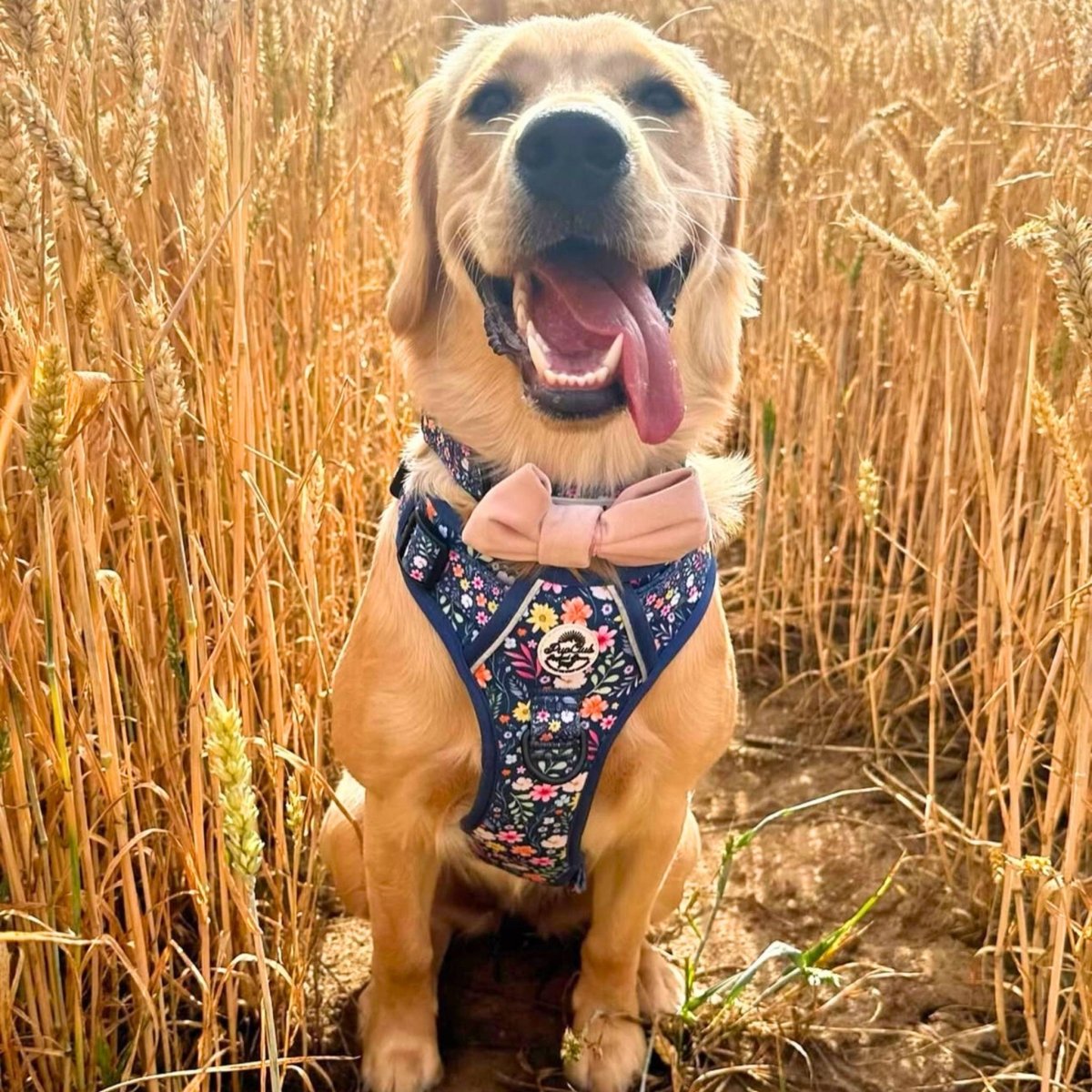 Rugged Rover™ Harness - Summer Meadow - The Bark Market