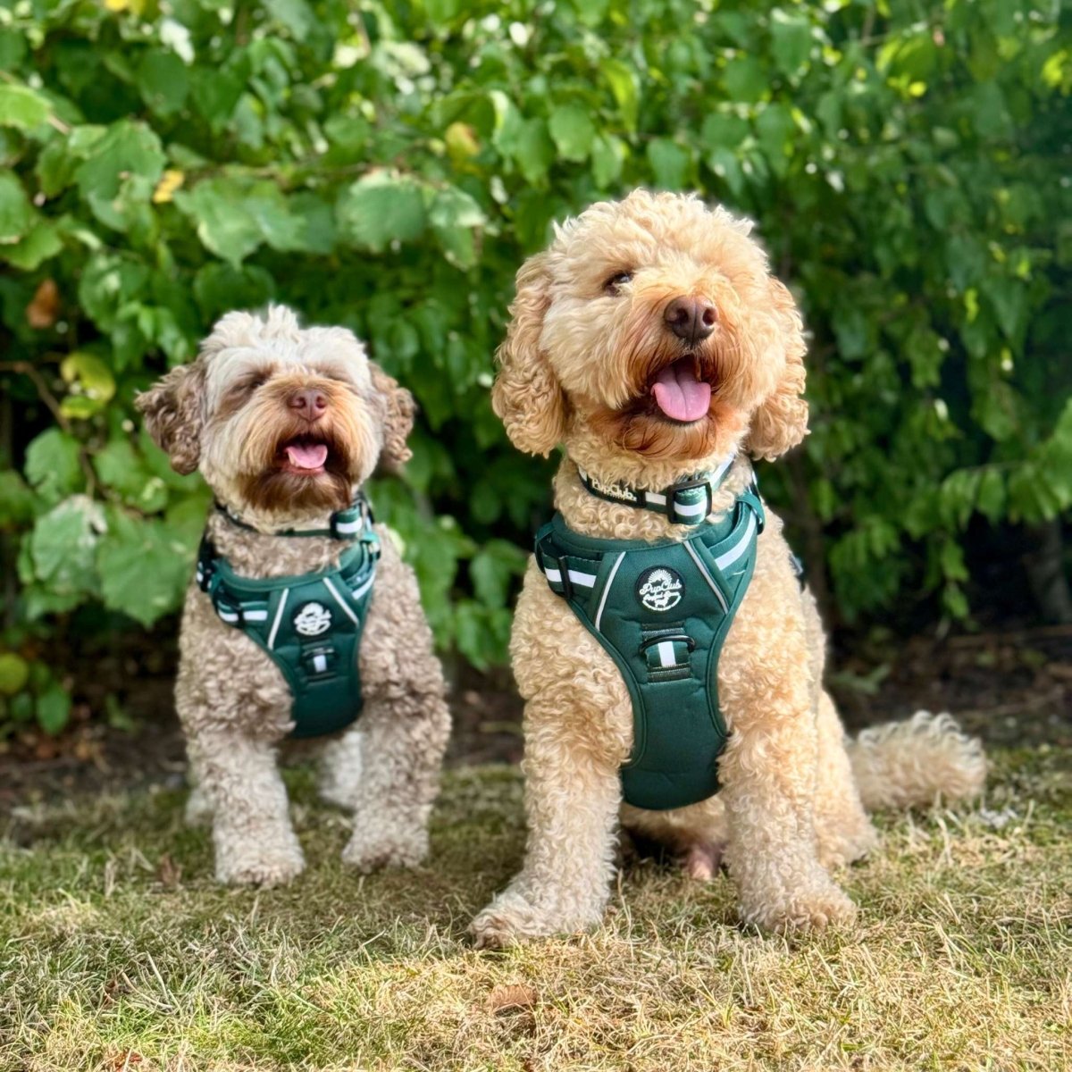 Rugged Rover™ Harness - Forest Green - The Bark Market
