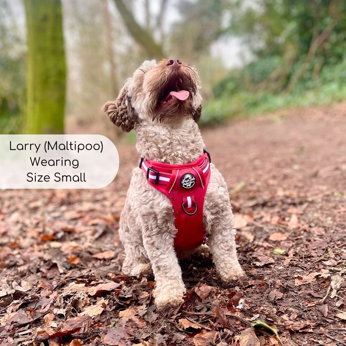 Rugged Rover™ Harness - Berry Red - The Bark Market