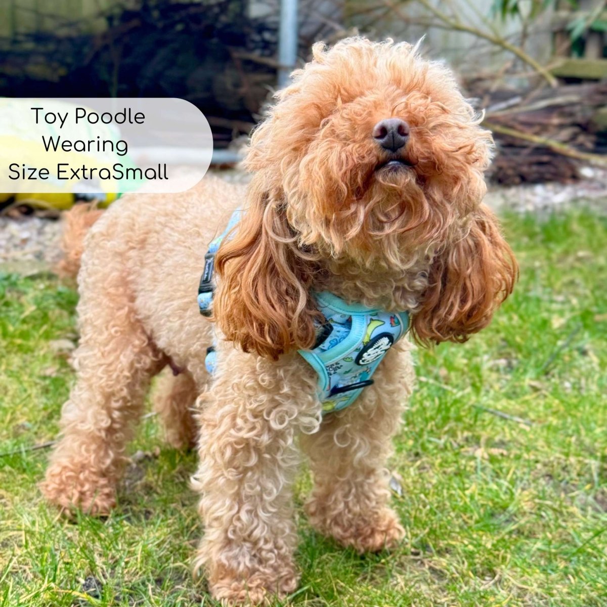 Rugged Rover™ Harness - Jurassic Party - The Bark Market