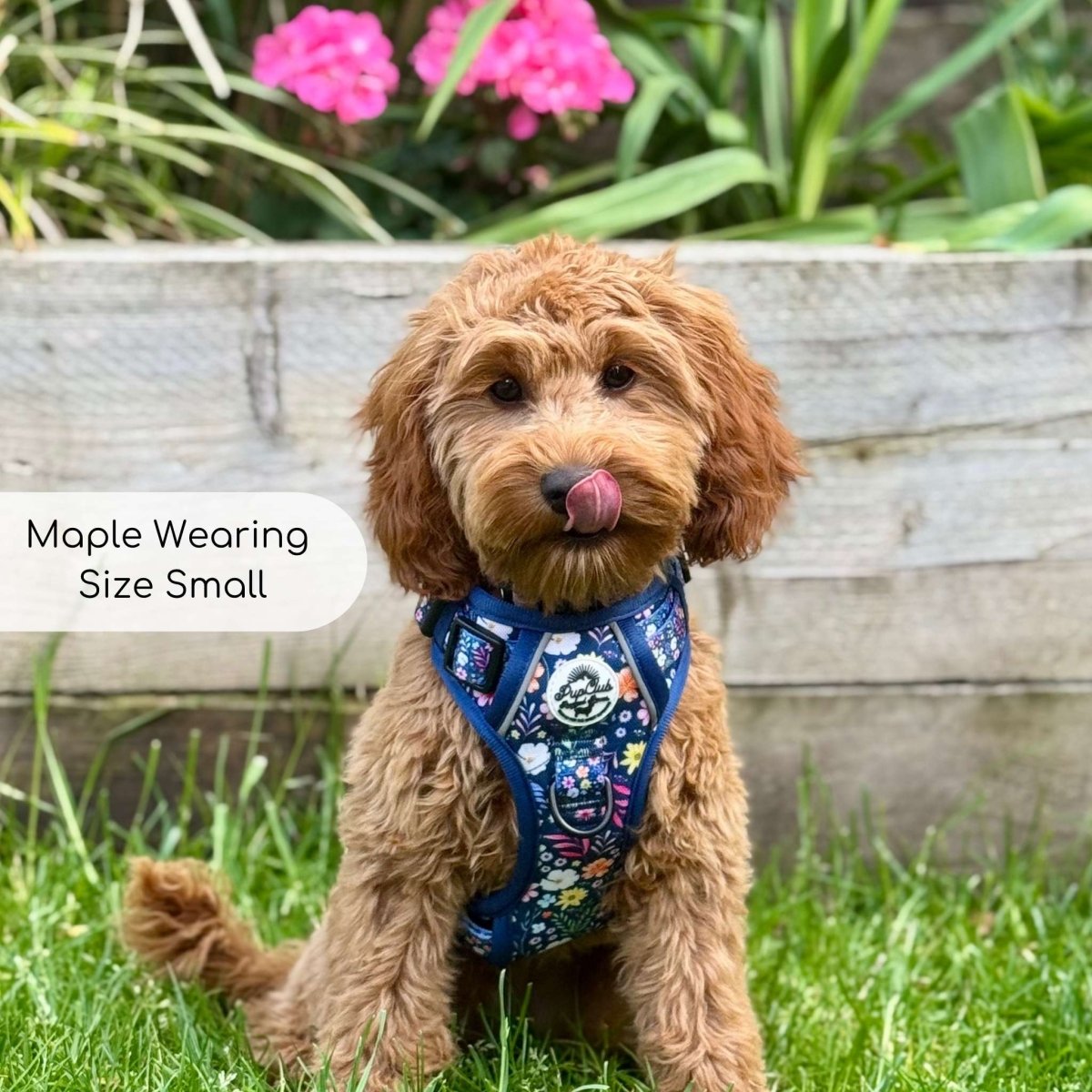 Rugged Rover™ Harness - Summer Meadow - The Bark Market