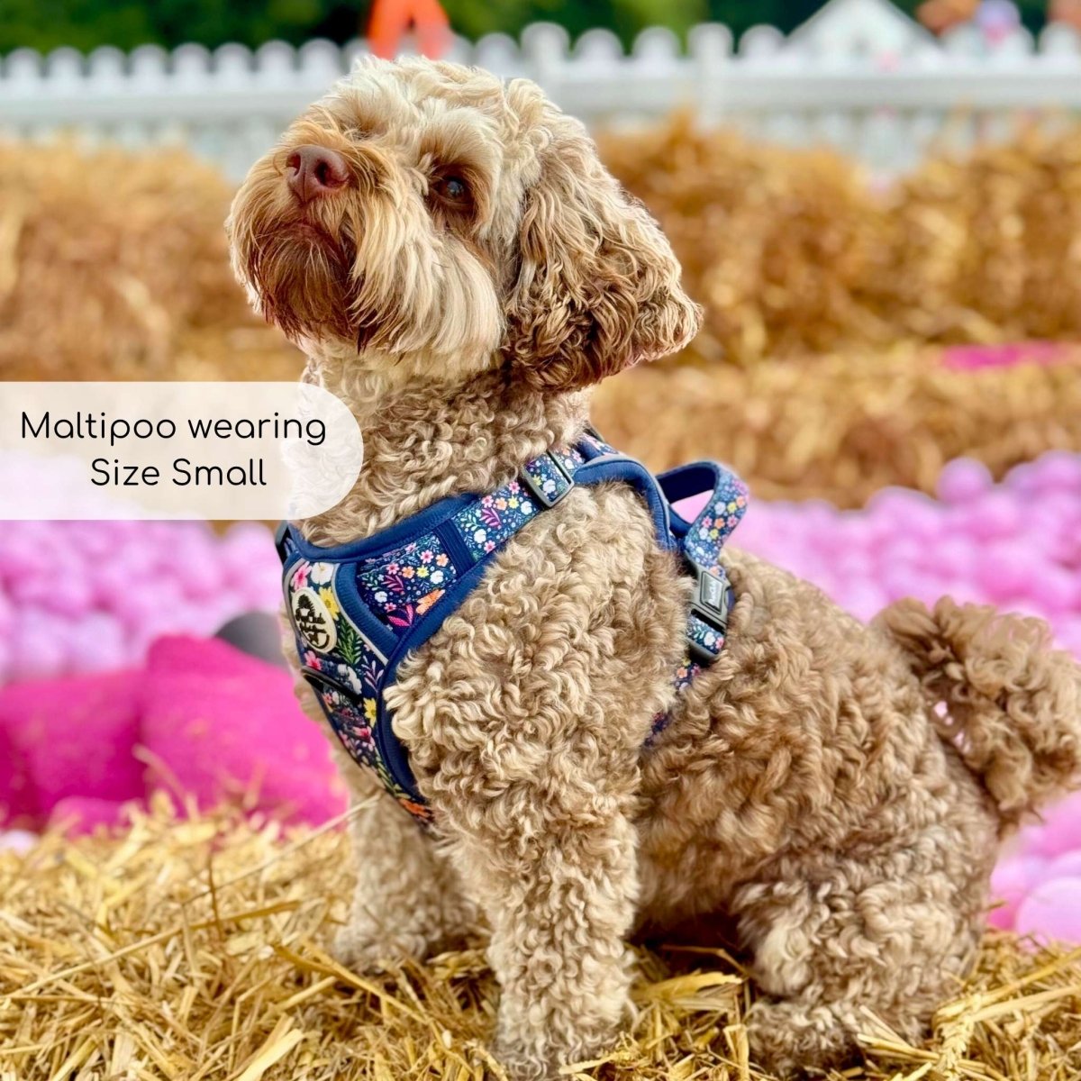 Rugged Rover™ Harness - Summer Meadow - The Bark Market