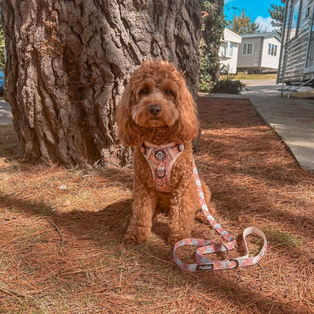 Rugged Rover™ Harness - Autumn Breeze - The Bark Market