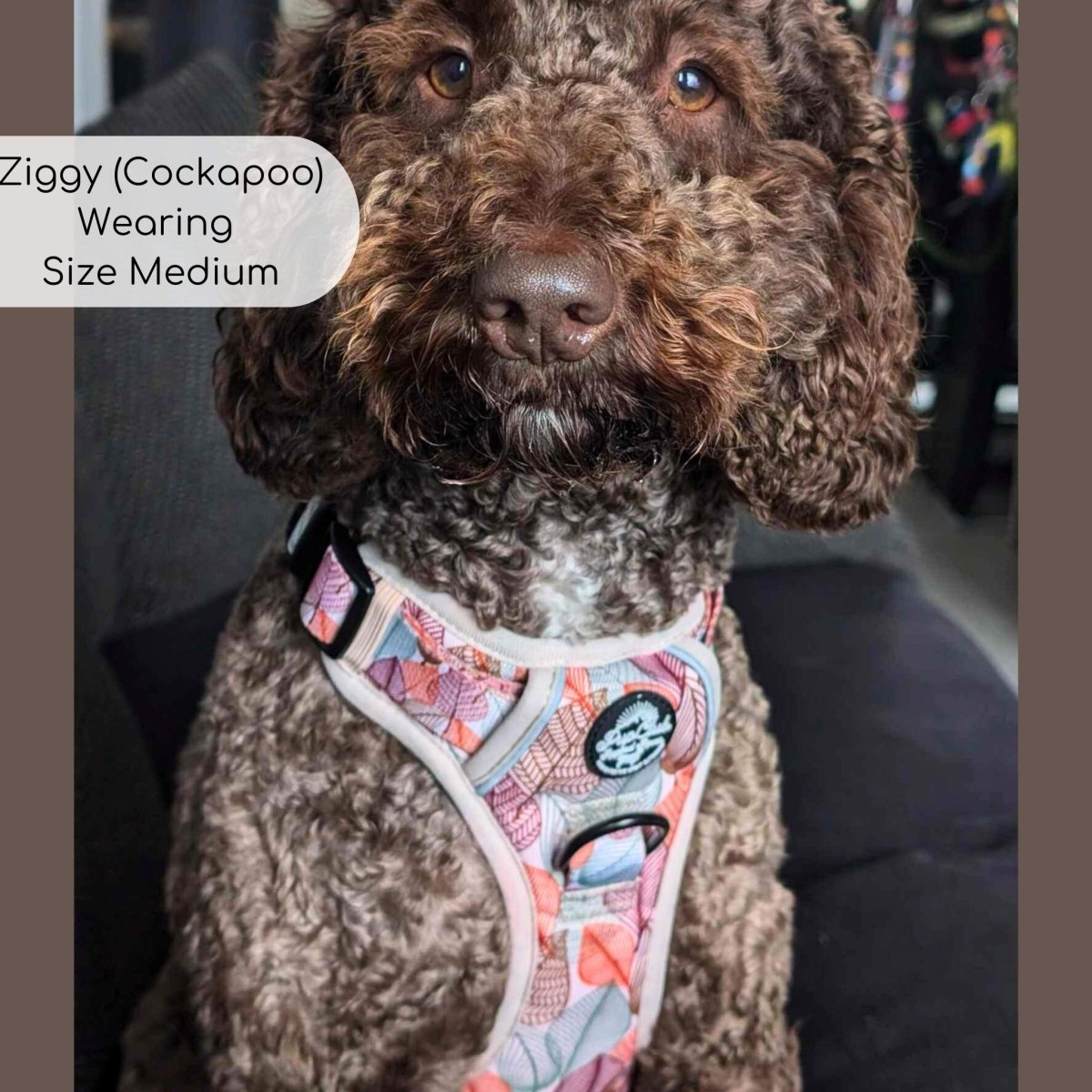 Rugged Rover™ Harness - Autumn Breeze - The Bark Market
