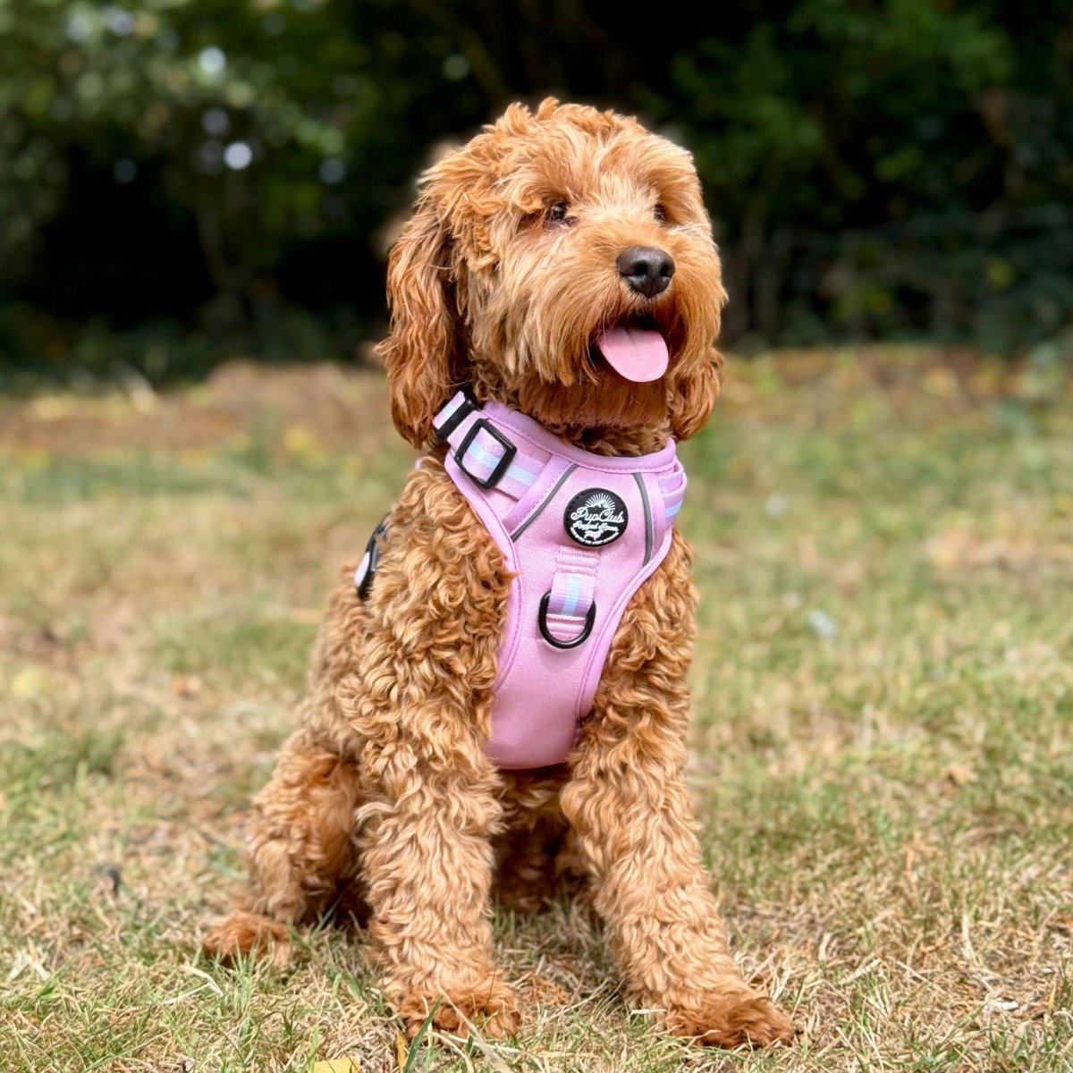 Rugged Rover™ Harness - Pastel Pink - The Bark Market