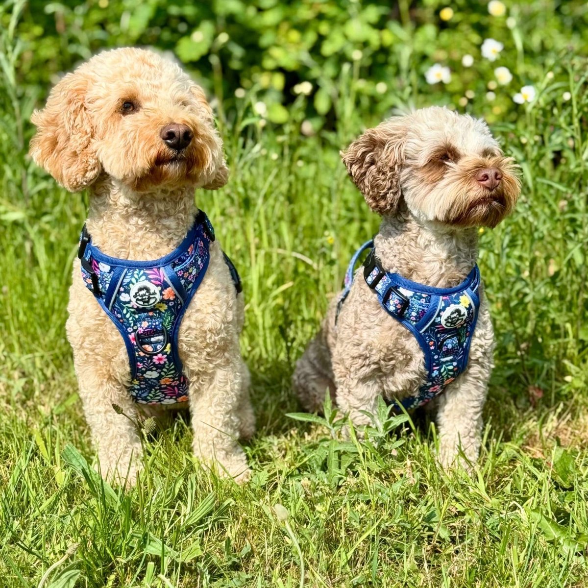 Rugged Rover™ Harness - Summer Meadow - The Bark Market