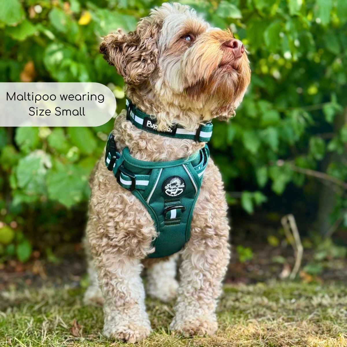 Rugged Rover™ Harness - Forest Green - The Bark Market