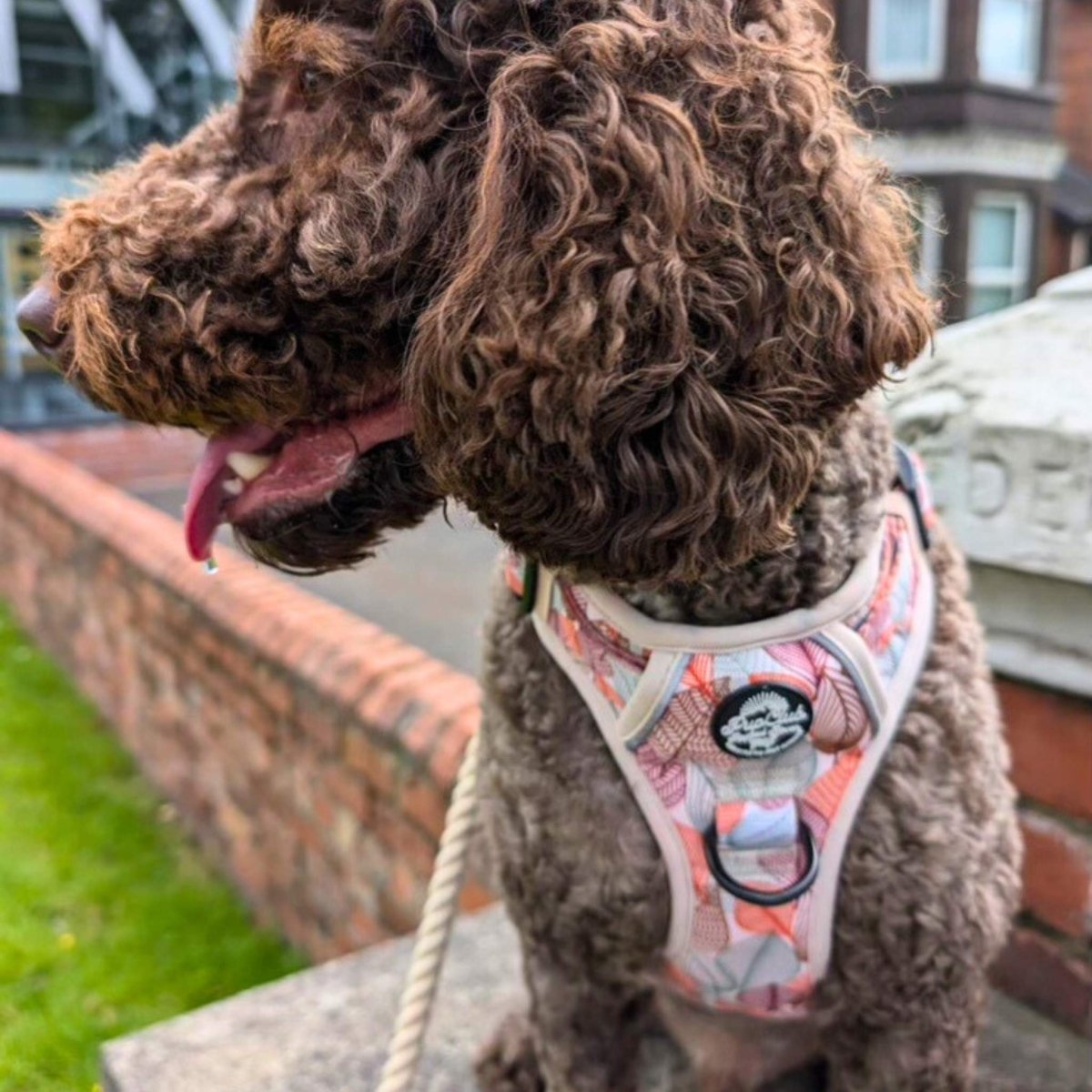 Rugged Rover™ Harness - Autumn Breeze - The Bark Market