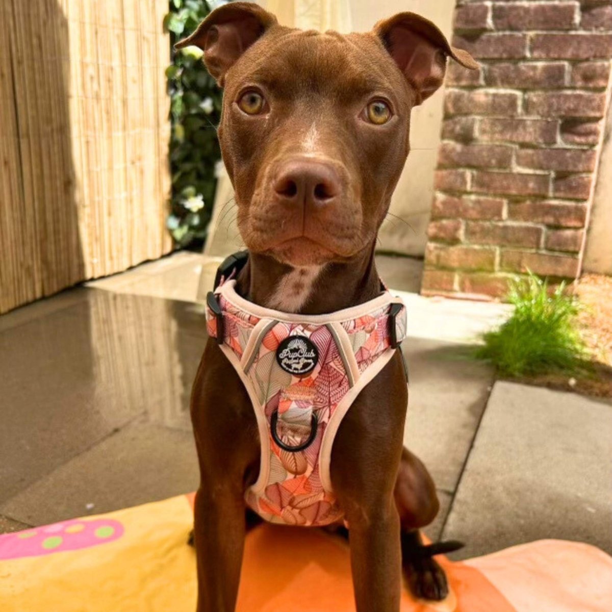 Rugged Rover™ Harness - Autumn Breeze - The Bark Market