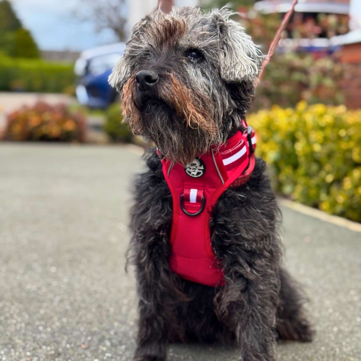 Rugged Rover™ Harness - Berry Red - The Bark Market