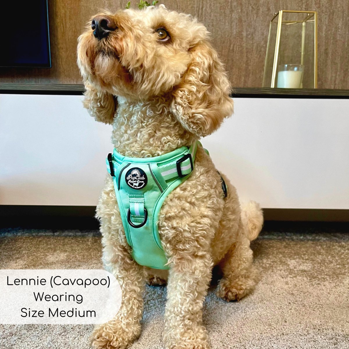 Rugged Rover™ Harness - Pastel Mint Green - The Bark Market