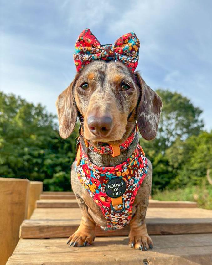 Retro Bloom Dog Harness (XXS & XS) - The Bark Market