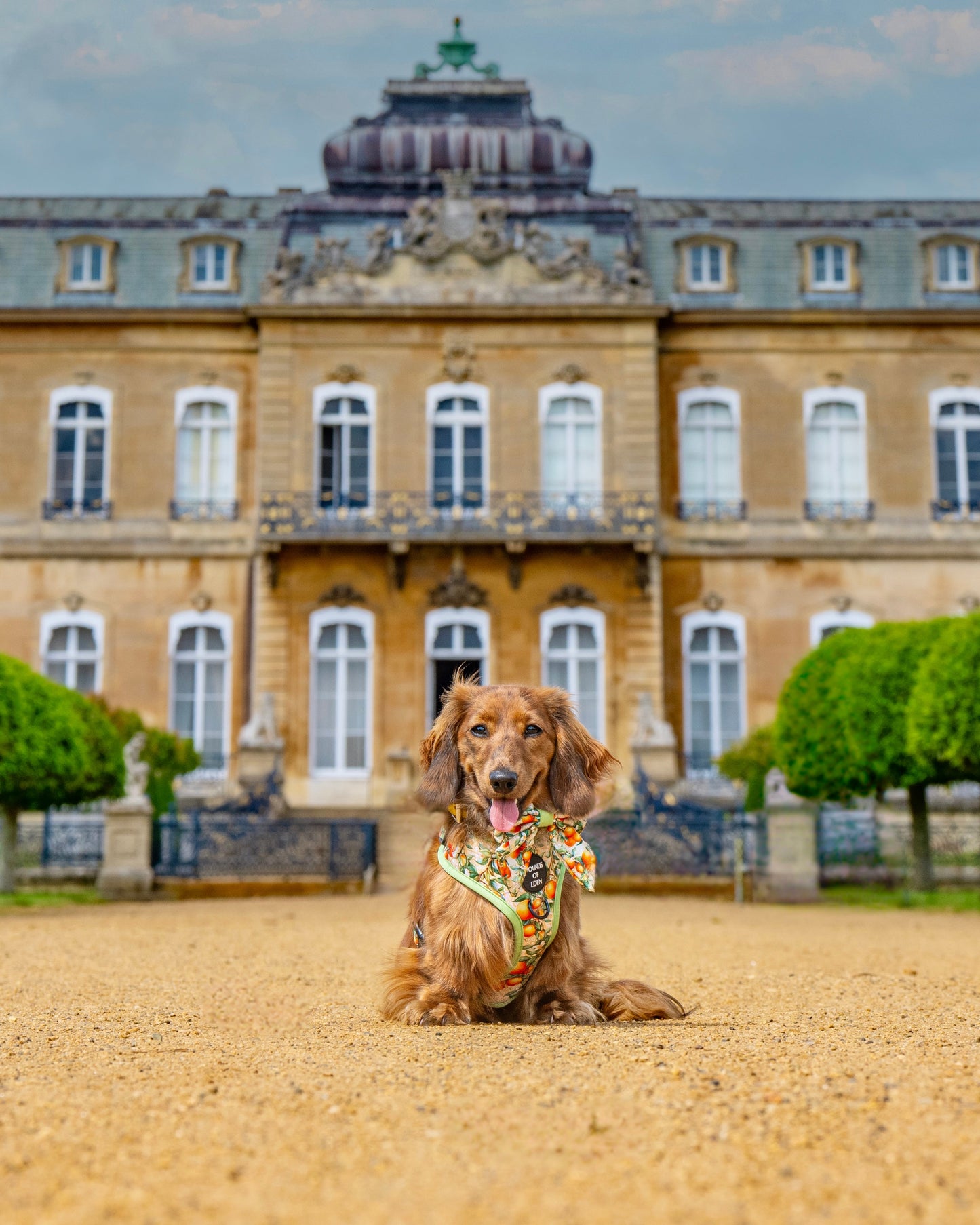 Simply the Zest - Oranges Dog Harness - The Bark Market