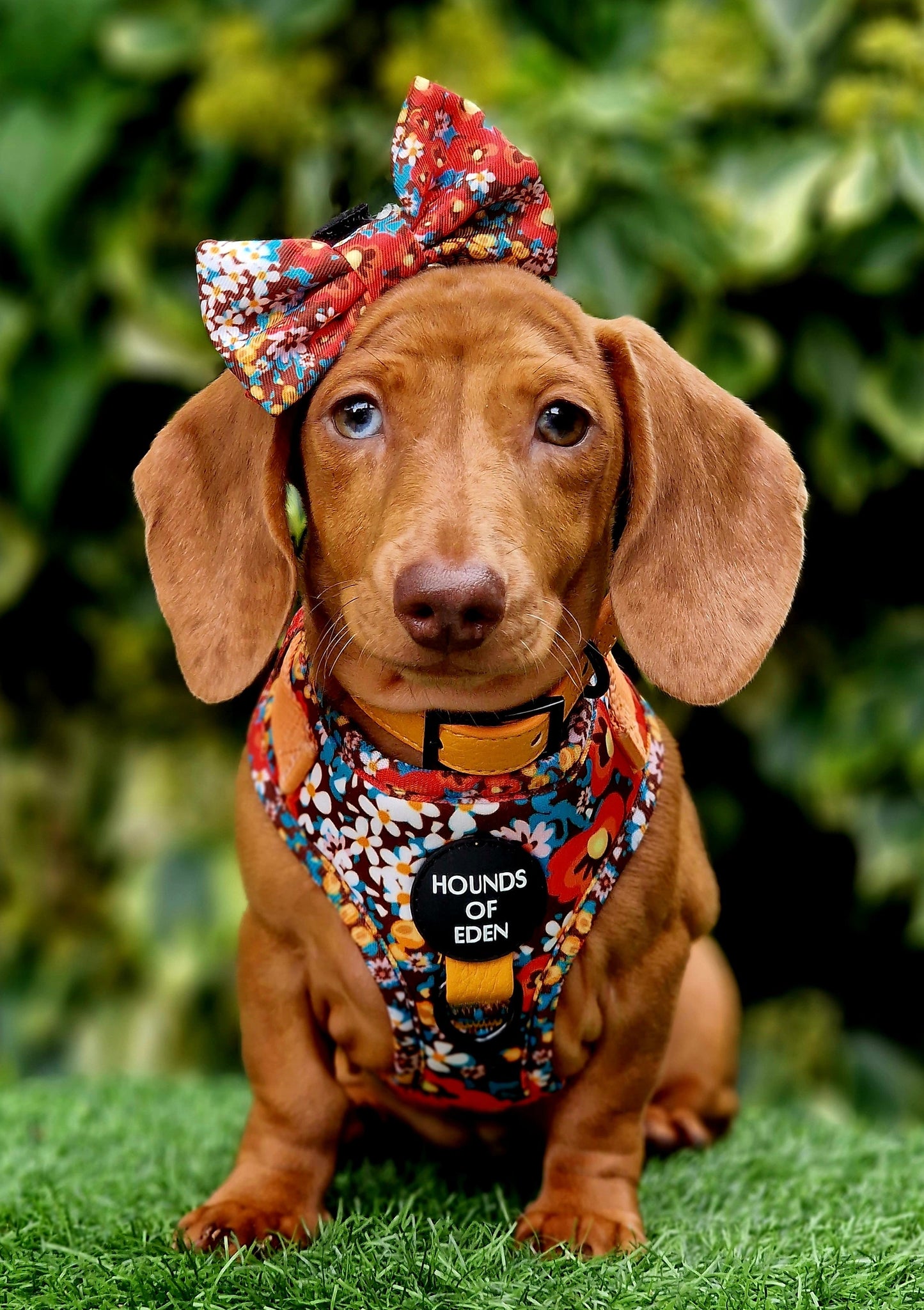 Retro Bloom Dog Harness (XXS & XS) - The Bark Market