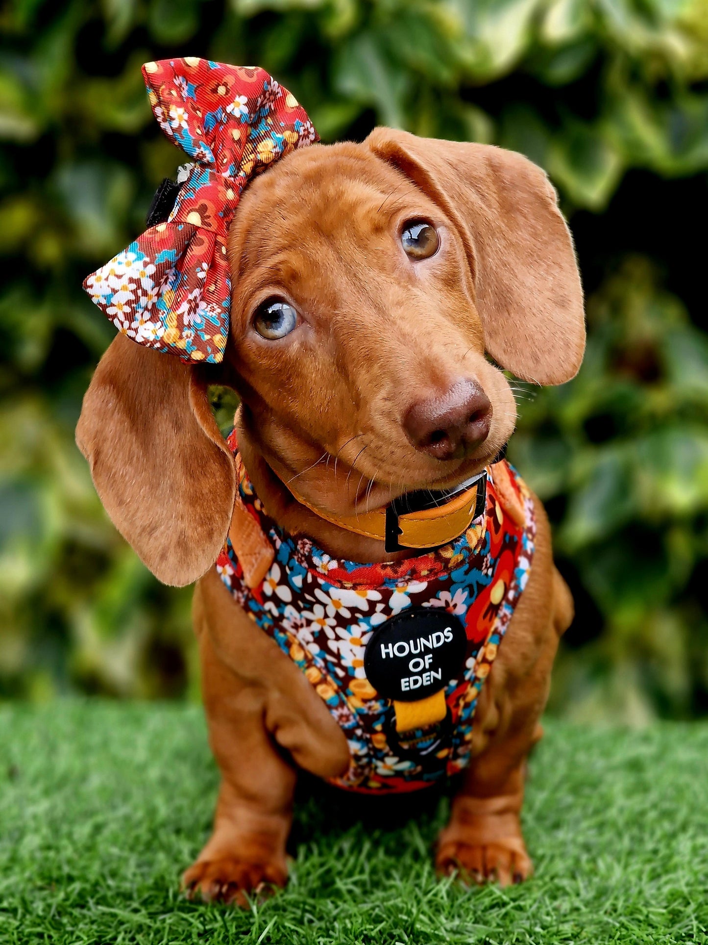 Retro Bloom Dog Harness (XXS & XS) - The Bark Market