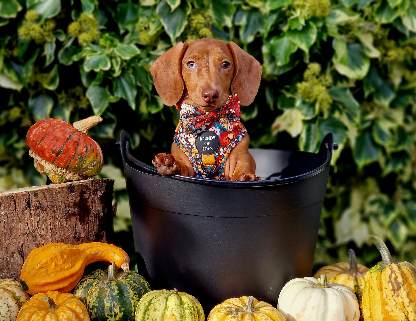 Retro Bloom Dog Harness (XXS & XS) - The Bark Market