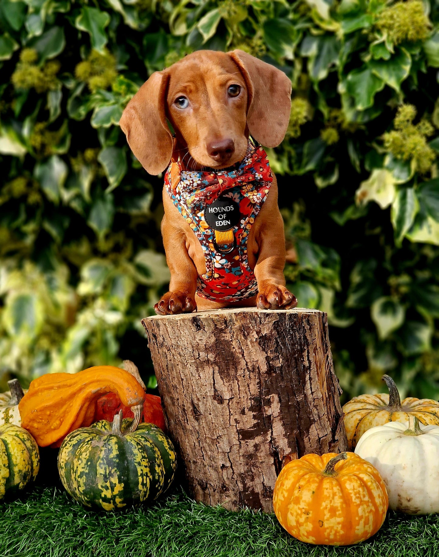 Retro Bloom Dog Harness (XXS & XS) - The Bark Market