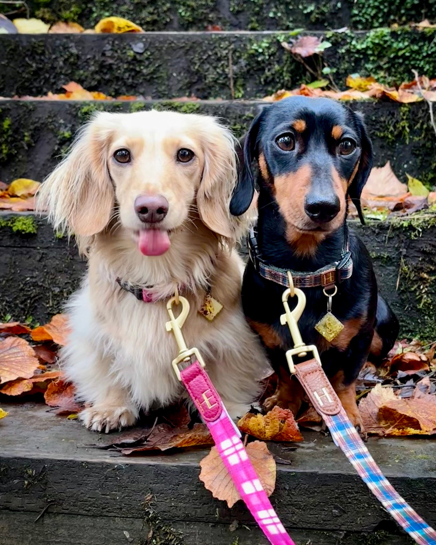 Leads - The Bark Market