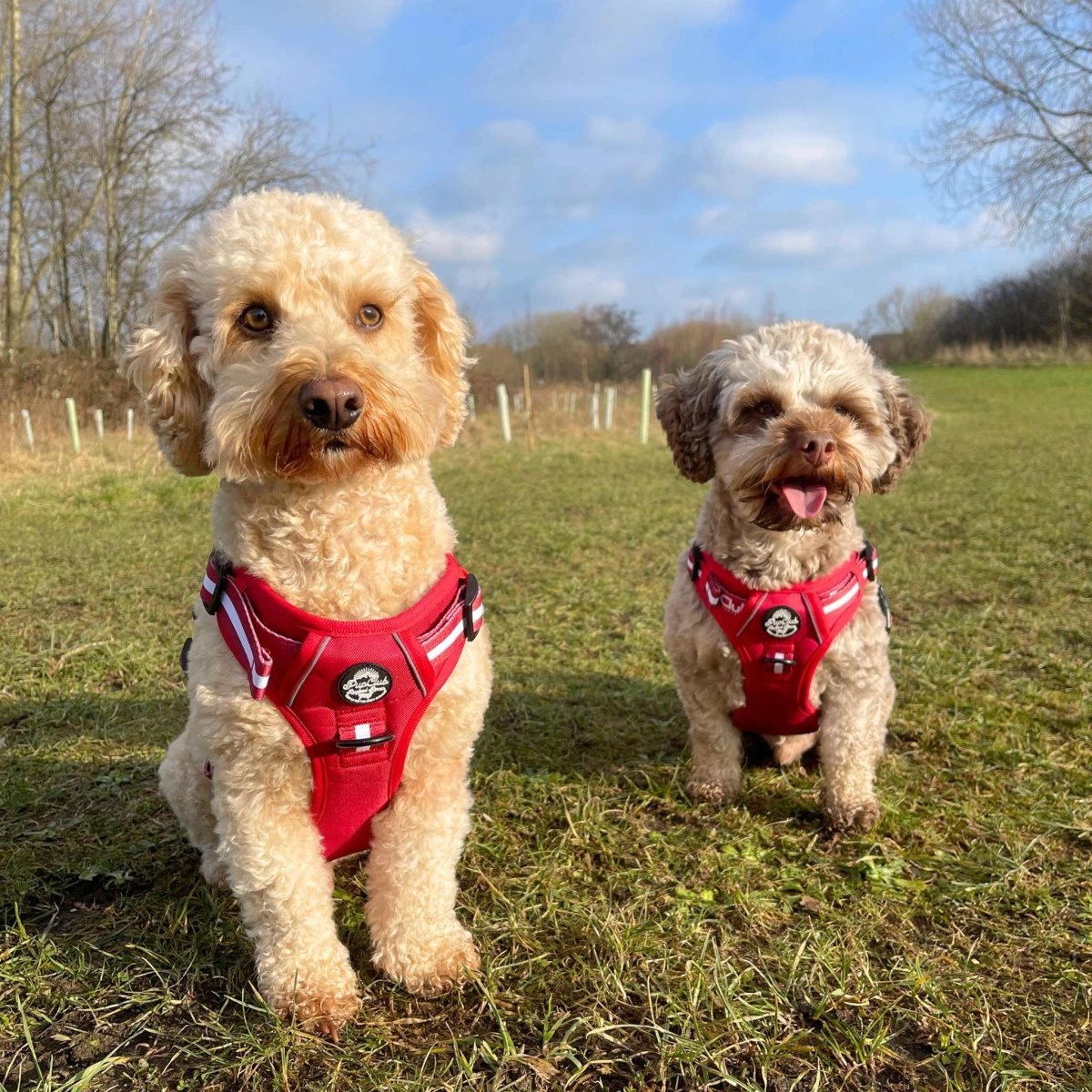 Harnesses and collars - The Bark Market
