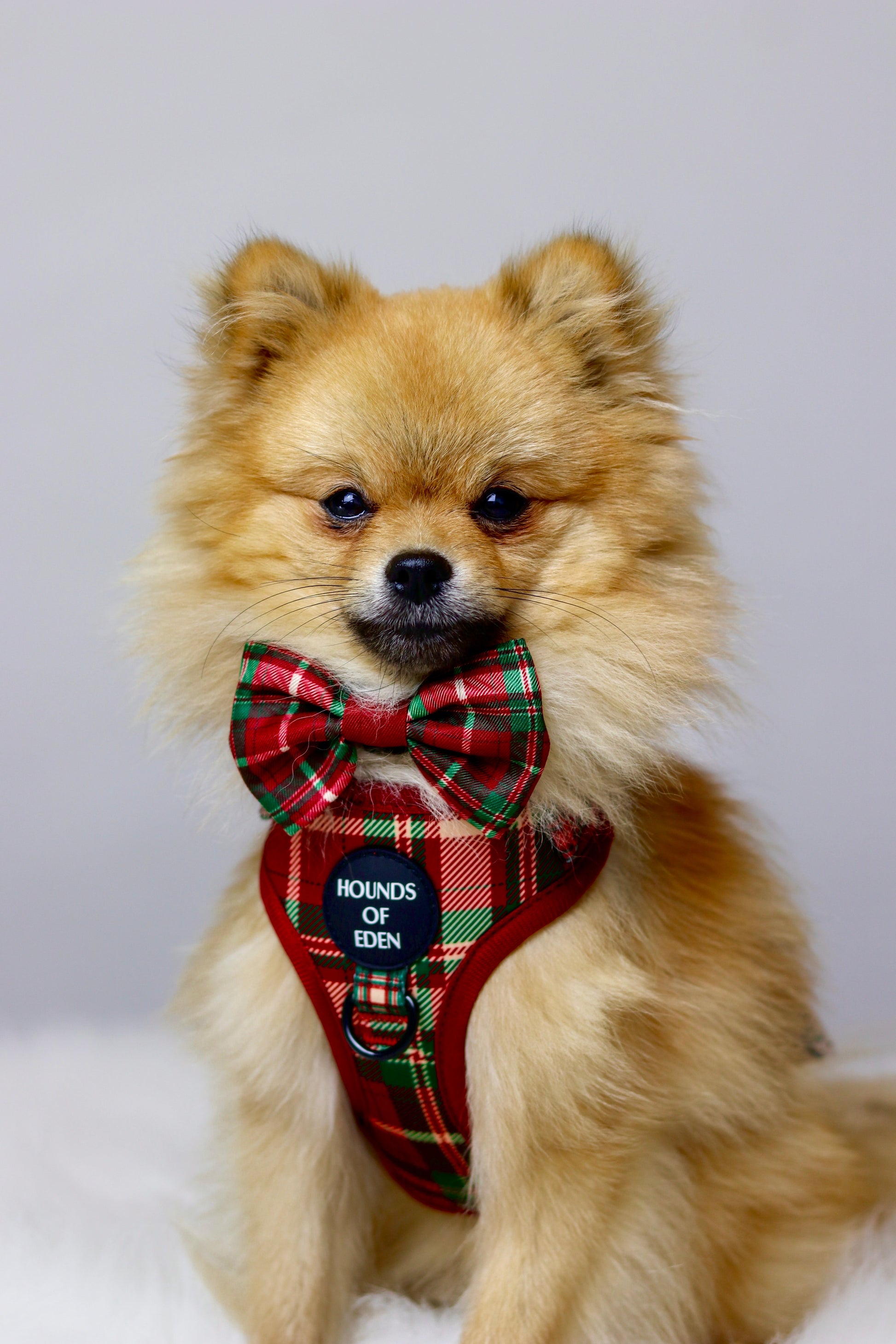 Tartan Me Up - Red & Cream Tartan Design Dog Harness - The Bark Market