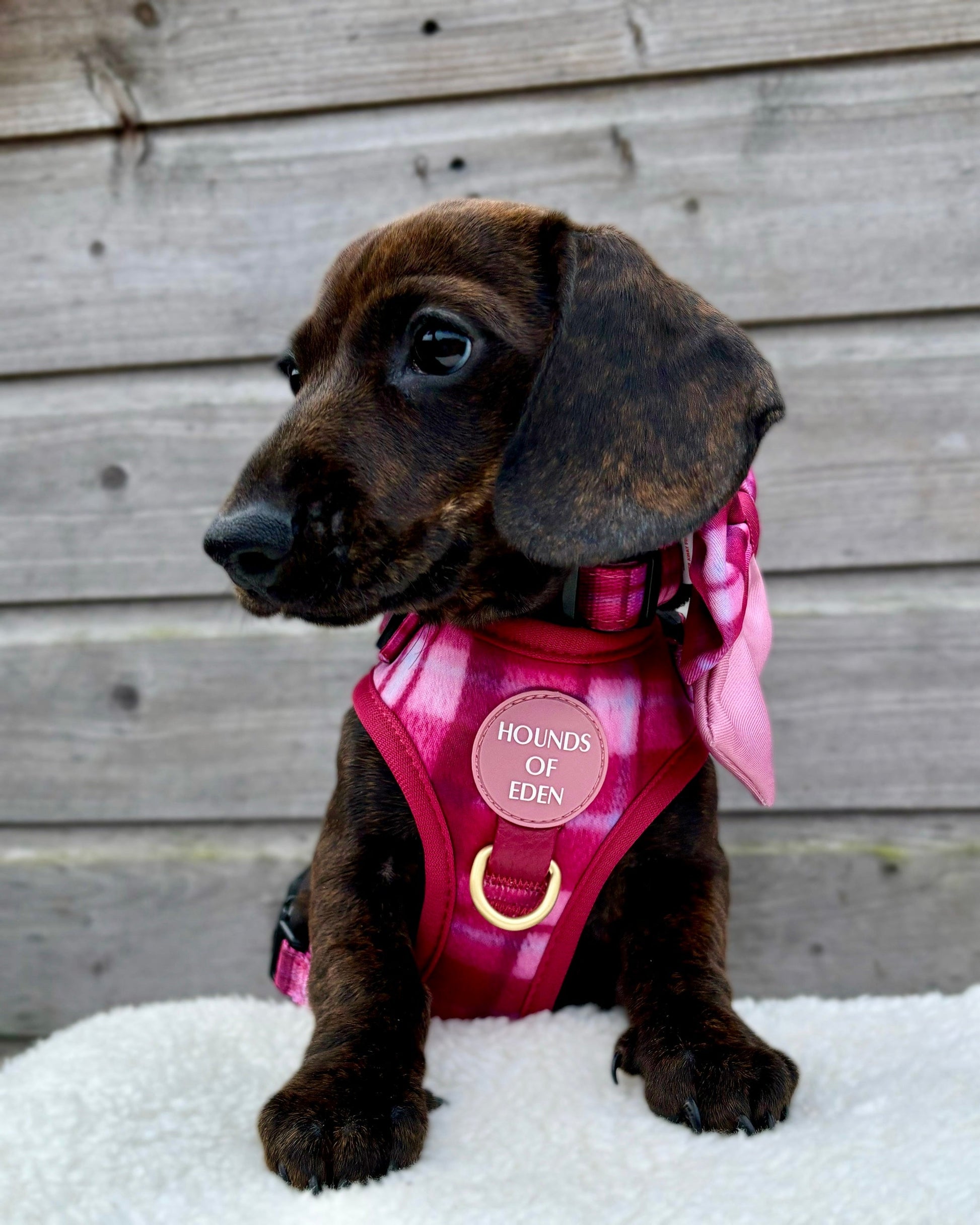 Rose Berry Plaid - Adjustable Dog Harness (XXS-XS) - The Bark Market