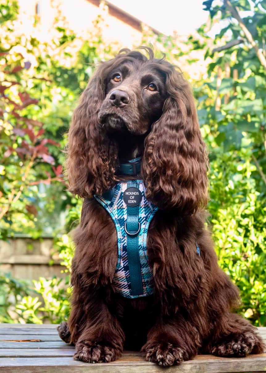 Tealing Smart Dog Supaw Strong Lite™ Harness (XS-XL) - The Bark Market