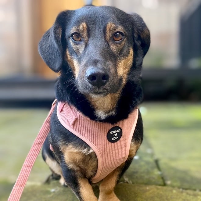Peach Schnapps - Pink Corduroy Harness - The Bark Market