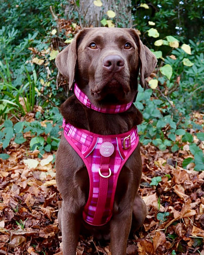 Rose Berry Plaid - Supaw Strong™ Lite Dog Harness (XS-XL) - The Bark Market