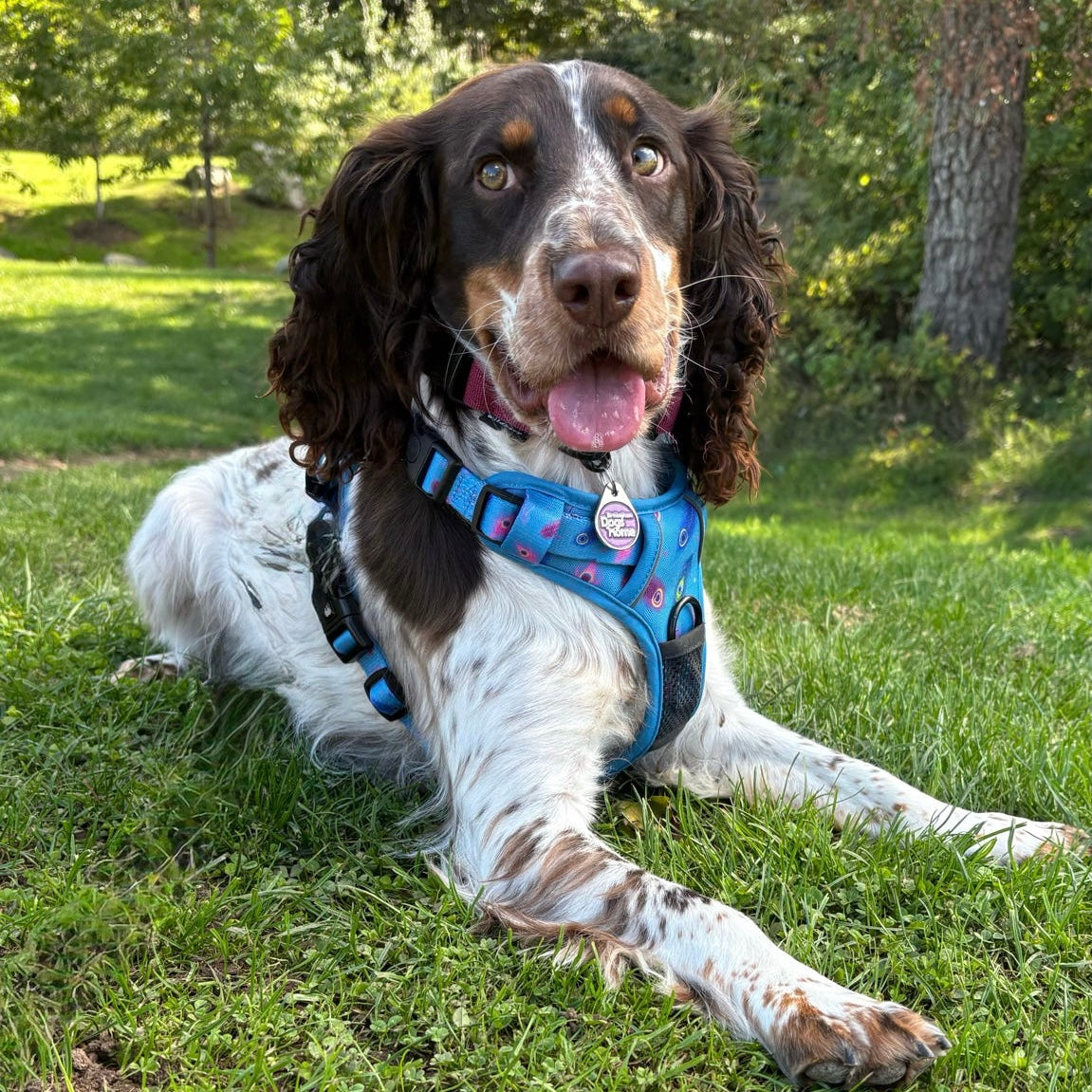 Power Peacock Tactical Dog Harness – No Pull & Fully Adjustable - The Bark Market