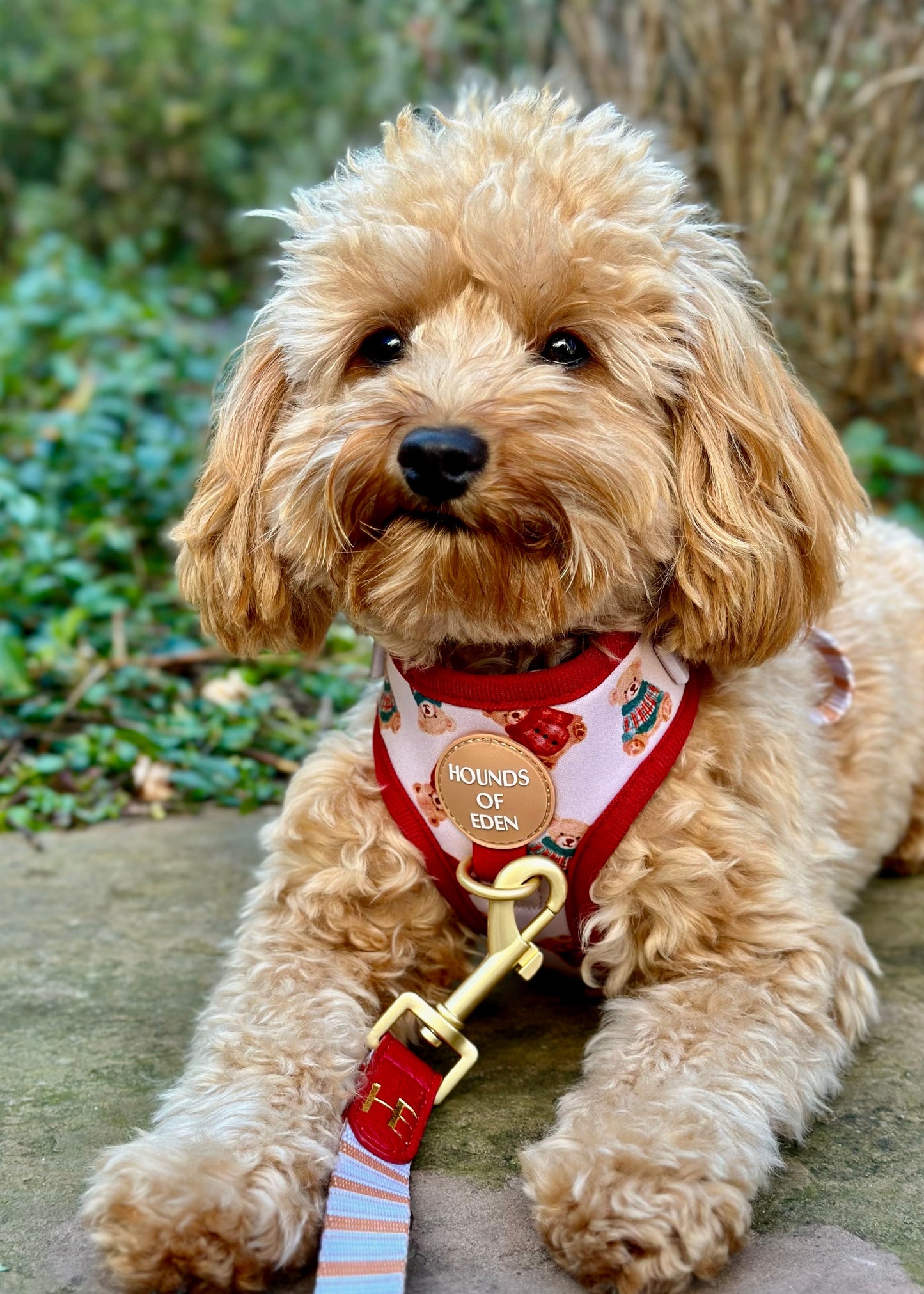 Harrold + Hattie Bears Dog Harness (XXS-XS) - The Bark Market