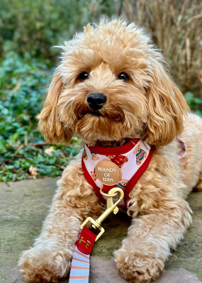 Harrold + Hattie Bears Dog Harness (XXS-XS) - The Bark Market
