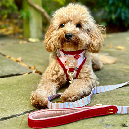 Harrold + Hattie Bears Dog Harness (XXS-XS) - The Bark Market