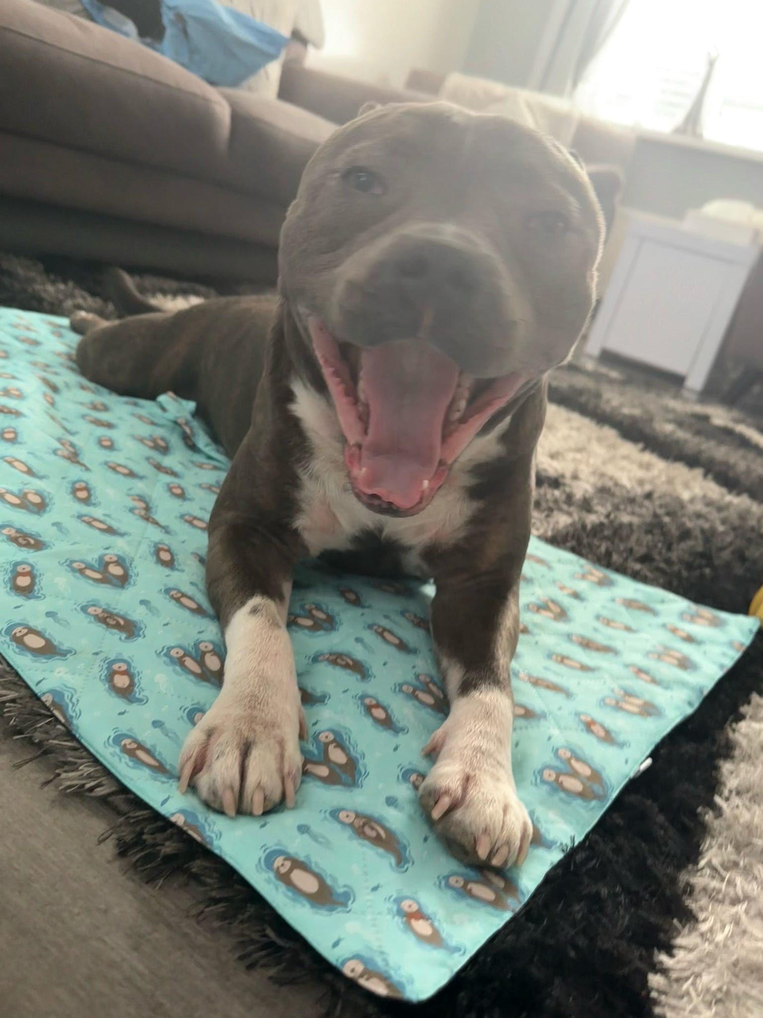 Otterly Lovely Dog Settle Mat - The Perfect Travel Mat for Your Dog! 🦦💙 - The Bark Market
