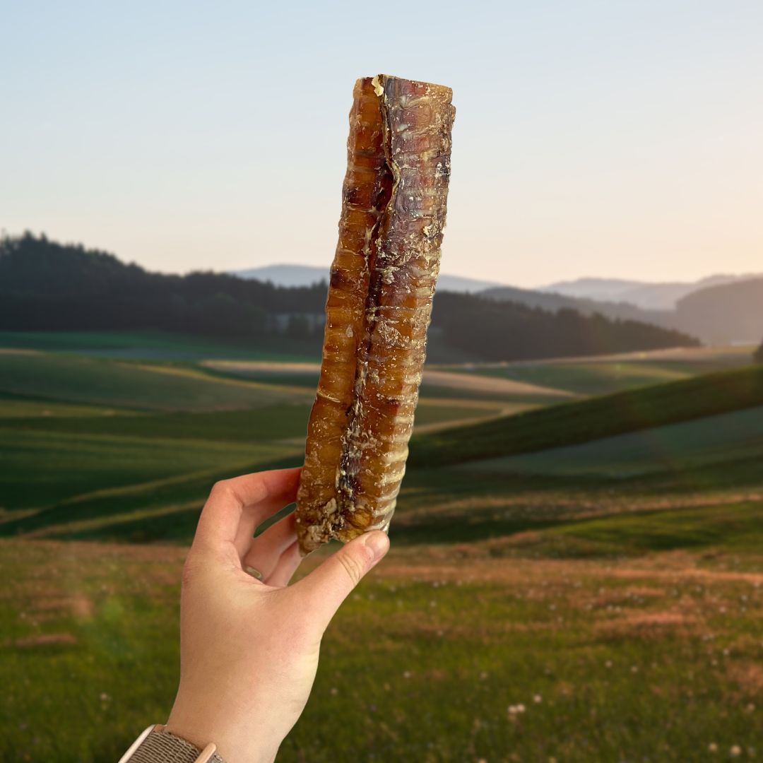 Beef Trachea 24cm Natural Dog Treat - The Bark Market