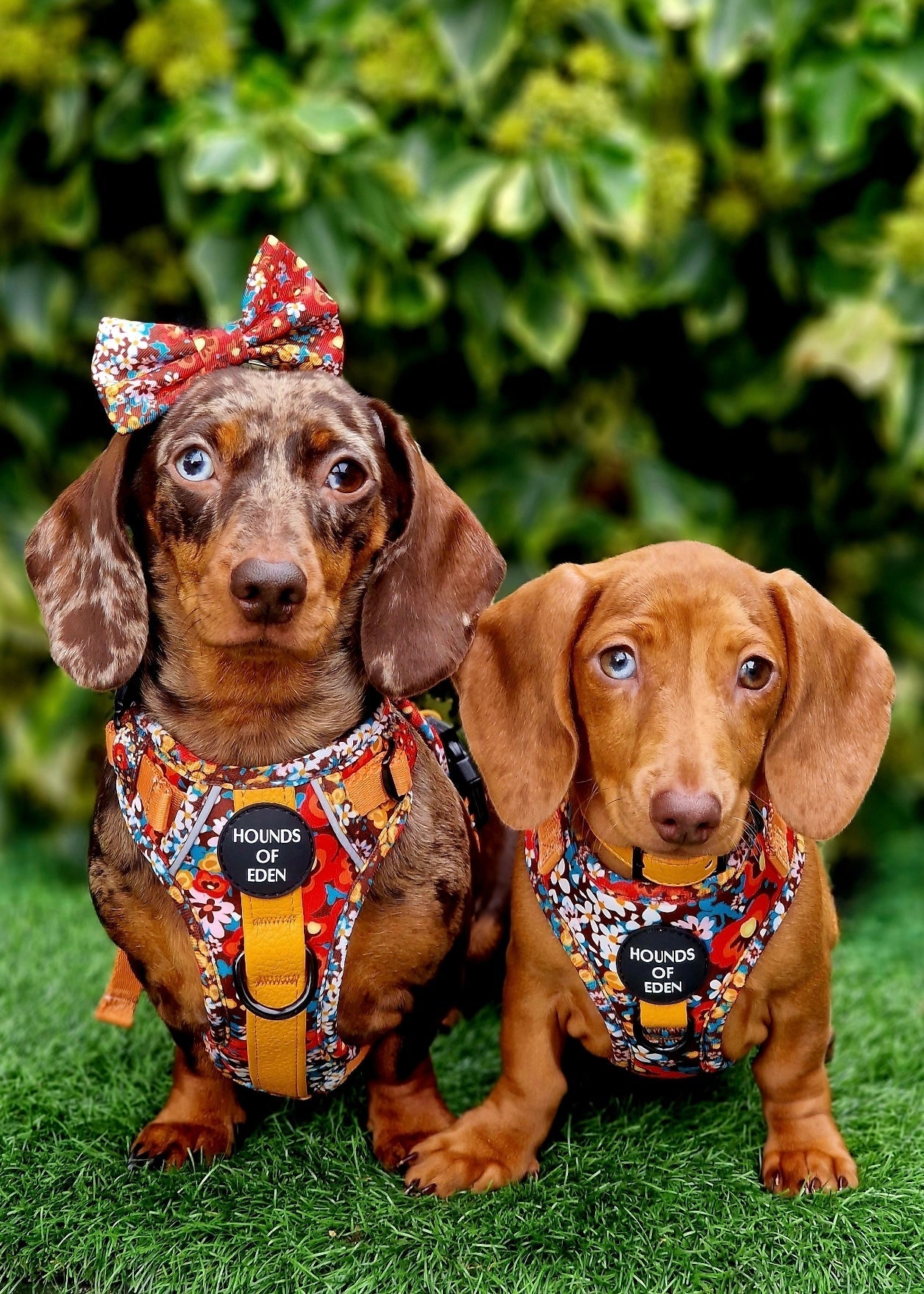 Retro Bloom Dog Supaw Strong Lite™ Harness (XS-XL) - The Bark Market