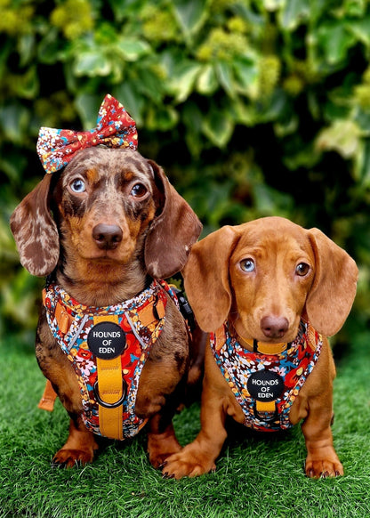 Retro Bloom Dog Supaw Strong Lite™ Harness (XS-XL) - The Bark Market