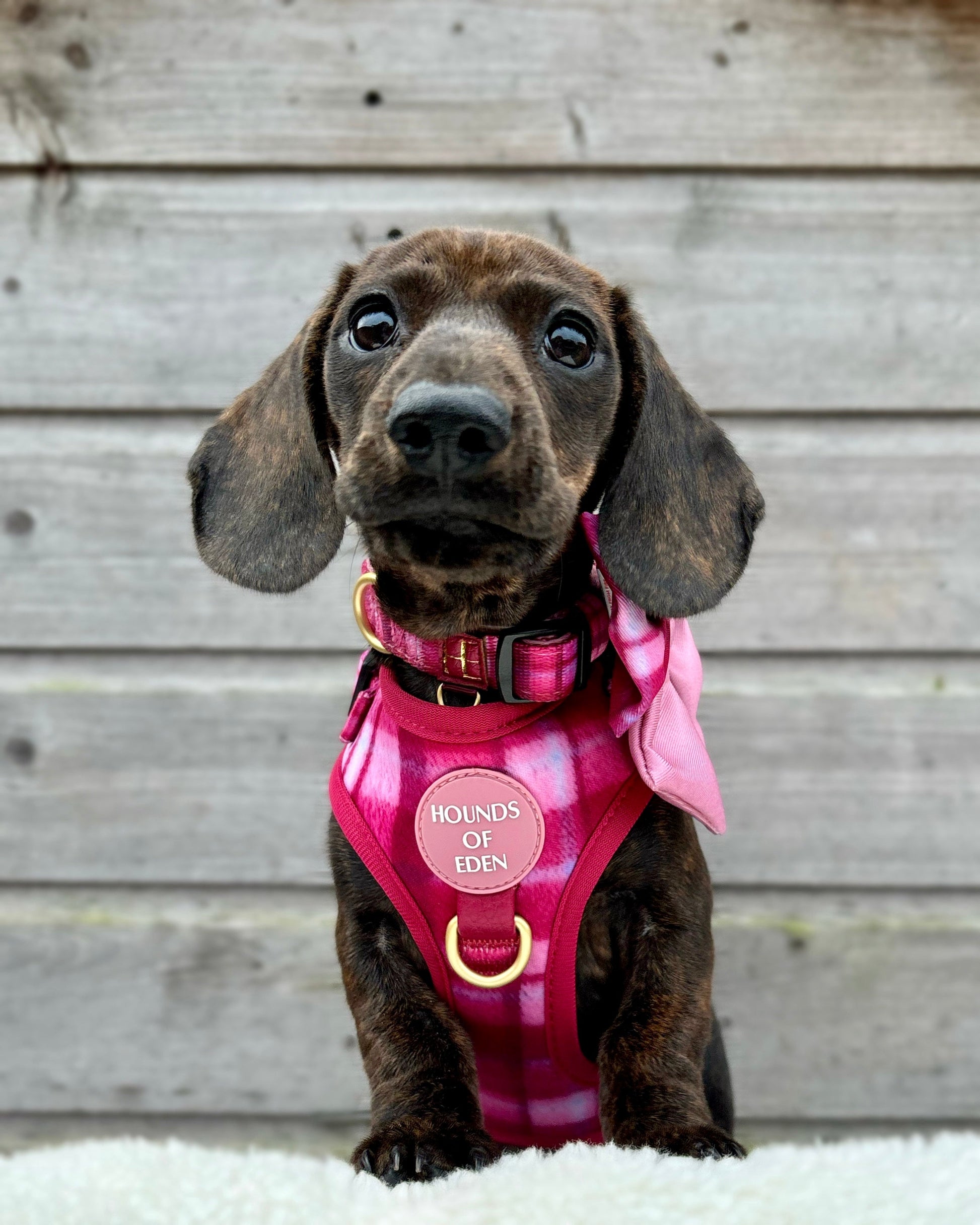 Rose Berry Plaid - Adjustable Dog Harness (XXS-XS) - The Bark Market