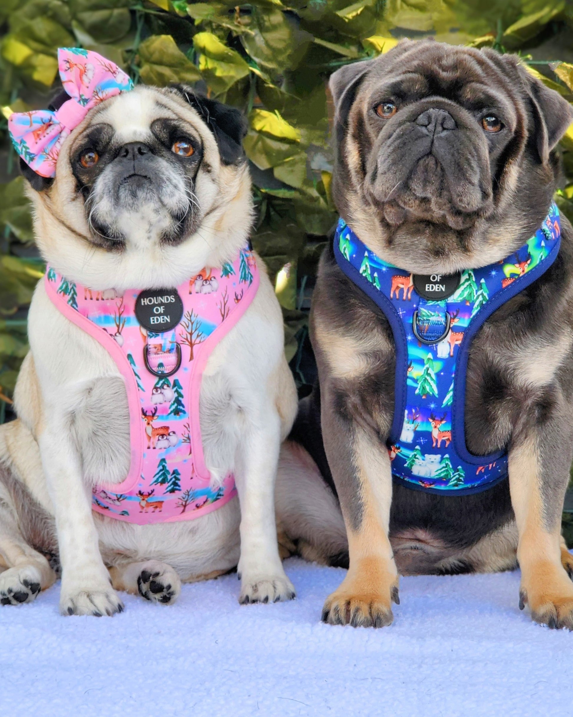 Aurora Nights - Pink Penguin Design Dog Harness - The Bark Market